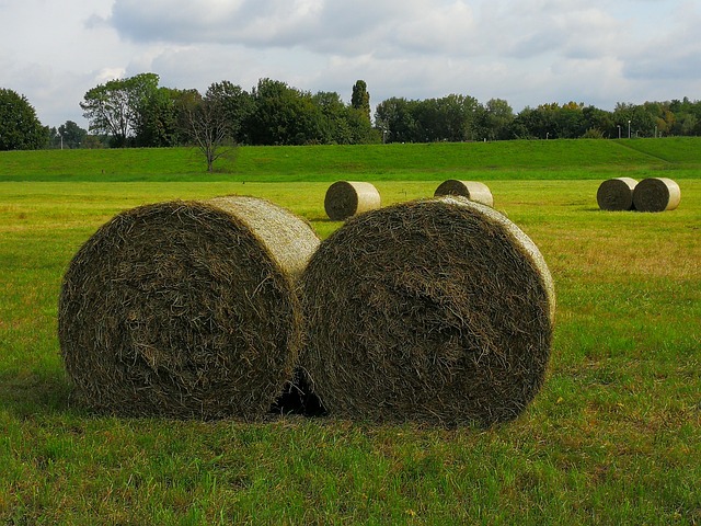 "Rural scene with hay bales"